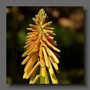 Kniphofia hybrid 'Candlelight' (jardin de la poterie Hillen) www.poterie.fr